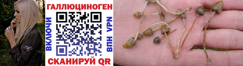 Псилоцибиновые грибы MAGIC MUSHROOMS  KRAKEN онион  Ковдор  как найти закладки 
